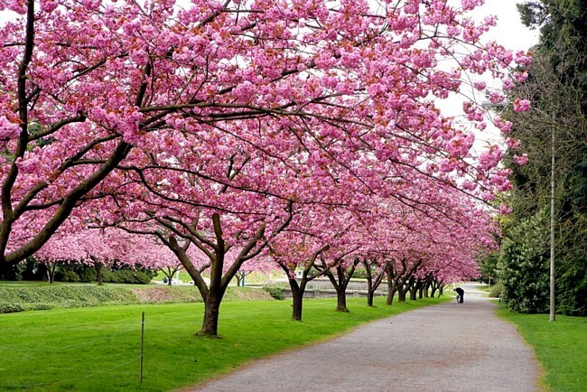 Yoshino Cherry Trees at the Quad - Washington